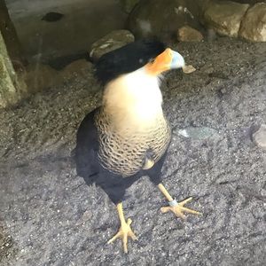 Meet your Posher, Pedro